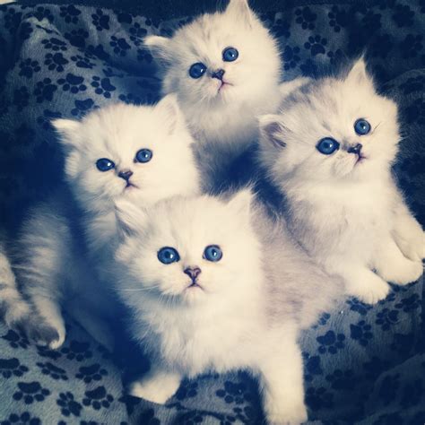 4 Little Persian Kittens Kittens Cutest Persian Kittens Kittens