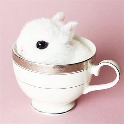 Tiny Bunny In A Tea Cup Pixiemarket Cute Baby Animals Cute