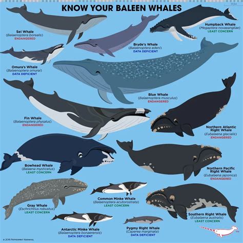 Guide To Baleen Whales Coolguides Fun Facts About Animals Animal