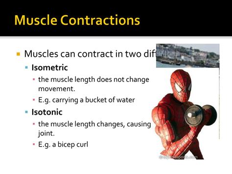 Ppt Muscle Structure And Function Powerpoint Presentation Free