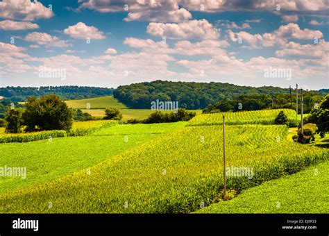 View Of Corn Fields And Rolling Hills In Rural York County