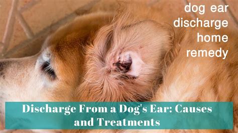 Dog Ear Discharge Home Remedy Discharge From A Dogs Ear Causes And