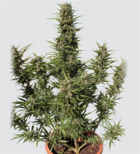 Purple Kush Auto Buddha Seeds At The Lowest Prices Online Popular