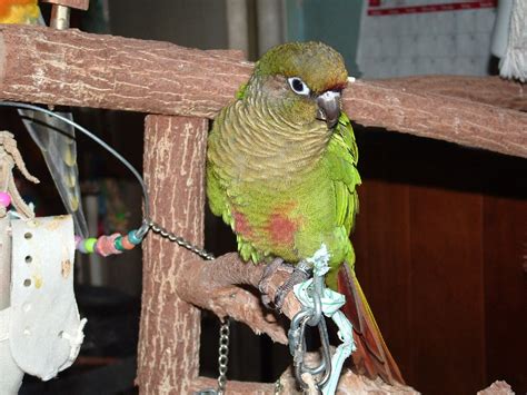 Conures