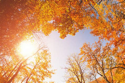 Minnesota Fall Colors Guide For This Weekend Map