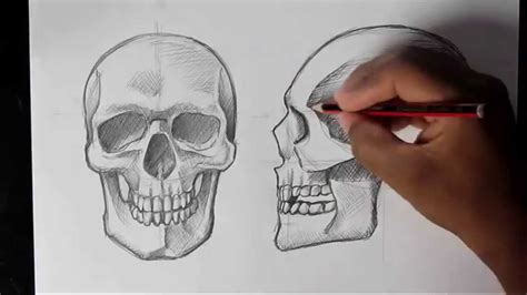 How To Draw Human Skull Frontprofile Human Anatomy Youtube