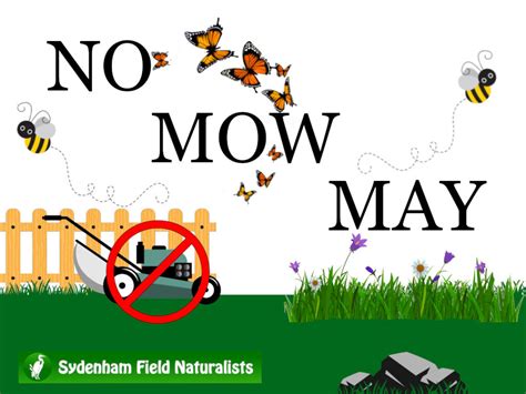No Mow May Sydenham Field Naturalists