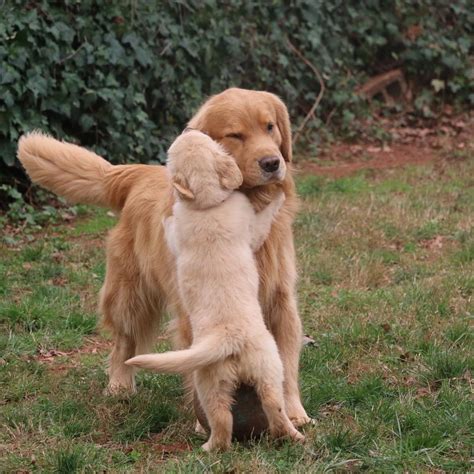 18 Incredible Photos Of Dogs Hugging Their Soulmates That Will Melt