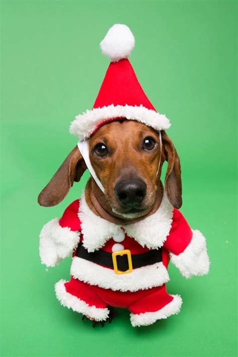 Christmas Santa Dog Costume And Cat Costume Holiday By Petkrewe