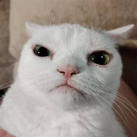 This Dwarf Cat With A Permanent Frown Is Filling The Grumpy Cat Void