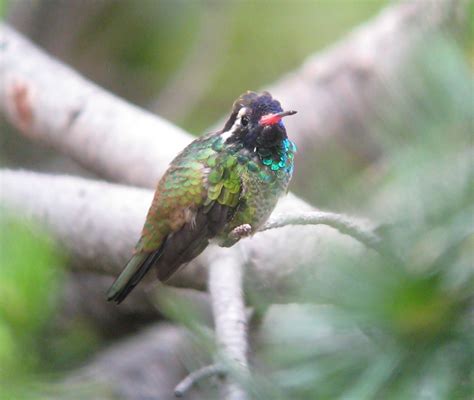 Pioneer Birding Az White Eared Hummingbird 072810