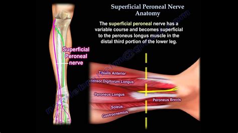 Peroneal Nerve Diagram