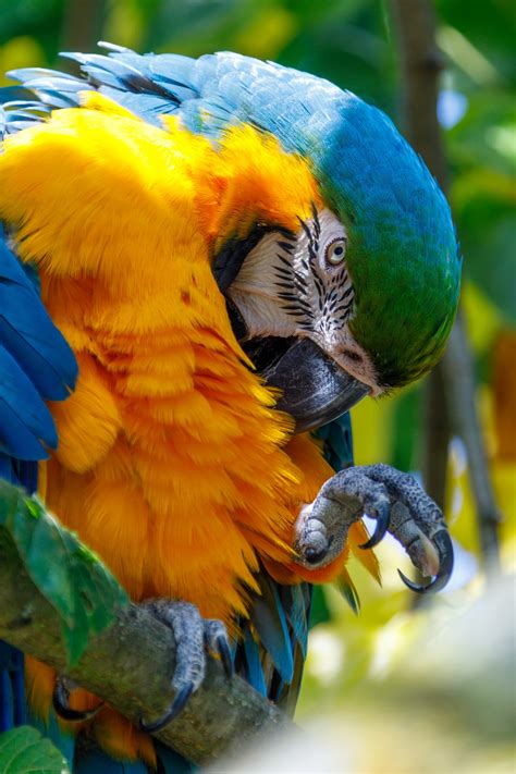 Macaw Free Stock Photo Public Domain Pictures