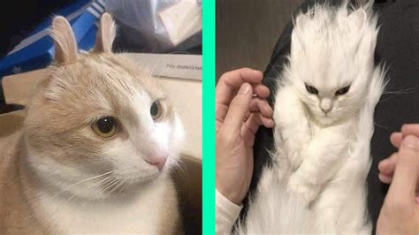 Best Dank Cat Memes Compilation Of 2021 1 Funny Cat Compilation