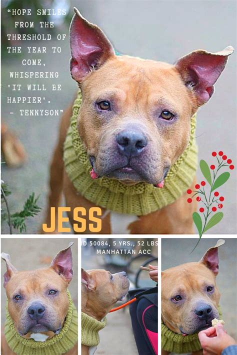 Safe 12202018 Must Love Dogs Saving Nyc Dogs