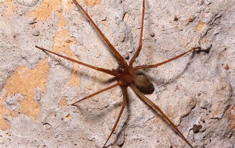 Brown Recluse Spider Identification A Guide To Spider Control