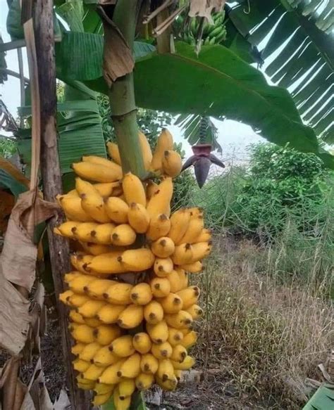Banana De Oro In 2022 Taman Buah Pohon Buah Pisang
