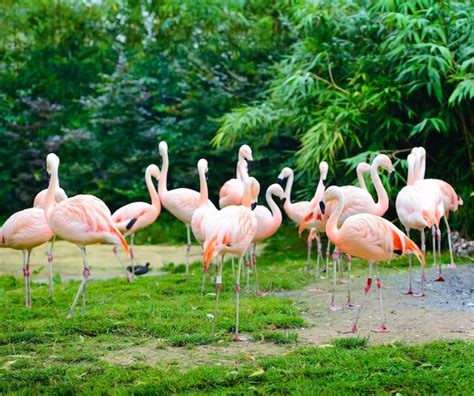 Premium Photo Pink Flamingos Phoenicopterus Roseus Against Green
