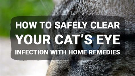 How To Safely Clear Your Cats Eye Infection With Home Remedies Meowkai