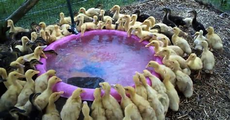 Baby Ducks See Water For The First Time — Can You Believe What They Do