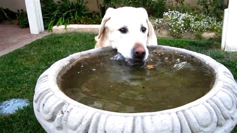 How to get your dog to drink water. Dog drinks water from the Bird Bath - YouTube