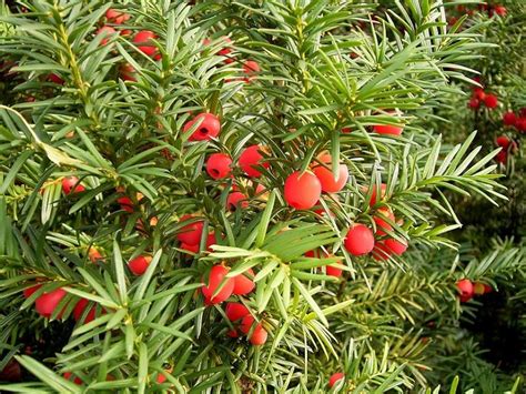English Yew Tree Facts Identification Habitat Wood Pictures