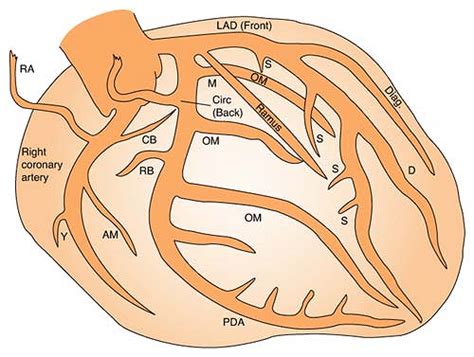 Cardiovascular System Anesthesia Key