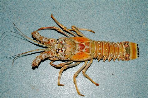 Caribbean Spiny Lobster Panulirus Argus Image Free Stock Photo