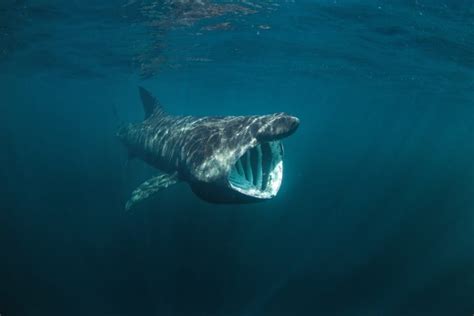 Are Basking Sharks Dangerous American Oceans