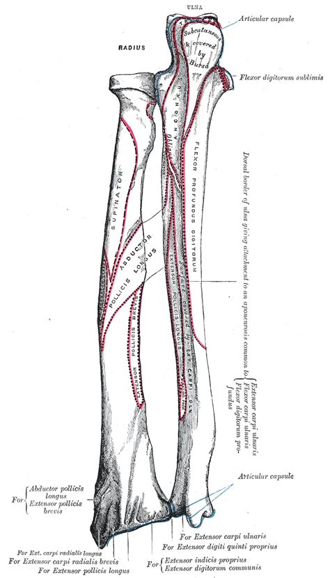 Anatomy Shoulder And Upper Limb Forearm Muscles Statpearls Ncbi