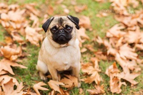 Pugs Autumn Leaves Amazing Photos And Now You Can Take Your Own