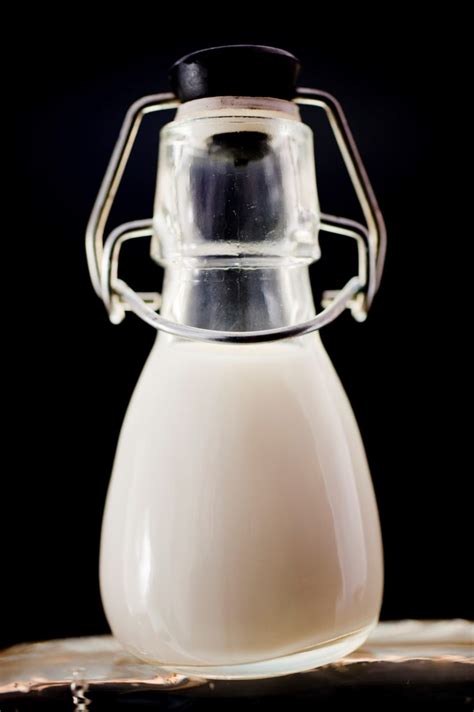 Can cats drink milk? - Little Miss Cat