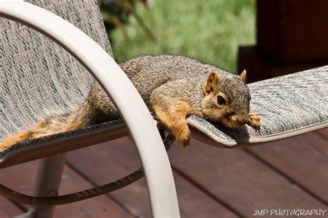 Lazy Days Of Summer Michigan Fox Squirrel Riverview Michi Flickr