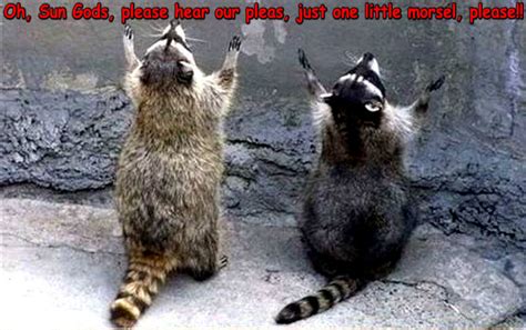 Raccoon Funny Animal Humor Photo 20225786 Fanpop