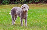 Bedlington terrier - Carácter, cuidados e historia
