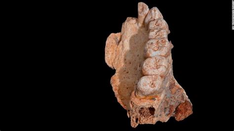 Descubren Un Fósil Que Reescribe La Historia De La Humanidad Cnn