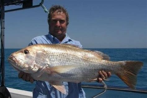 The most common fish perch material is metal. Deep Sea Perch Recipe