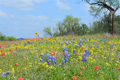 where to find wildflowers experts weigh in
