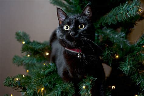 3800 Black Cat Christmas Stock Photos Pictures And Royalty Free Images
