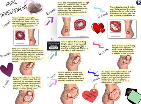 Fetal Development Publish With Glogster Fetal Development Fetal