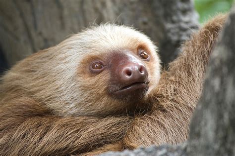 Hoffmanns Two Toed Sloth Photograph By David Hosking Fine Art America