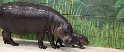 Baby Hippo Naming Poll Metro Richmond Zoo