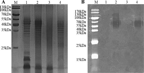 Characterization Of The Bacterial LPS A Silver Staining B Western