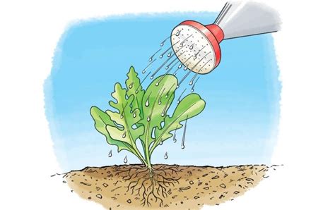 Water Wise Keep Soil Wet Without Waste Scientific American