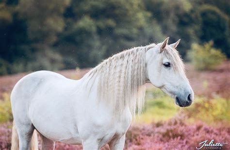 Pin By Abigail A Gonzalez On Beautiful Horses White Horses Majestic