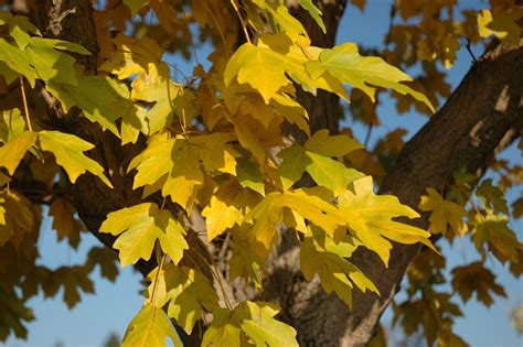 Acer State Street®