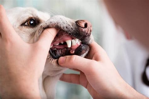How To Treat Lip Fold Pyoderma In Dogs According To Vets