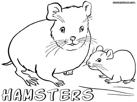 Hamster Coloring Pages Coloring Pages To Download And Print