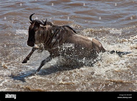 A Wildebeest Crossing The Mara River During Their Annual Migration From