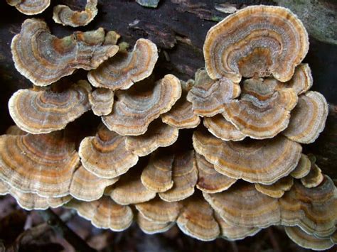 how to grow turkey tail mushrooms [easy way] star mushroom farms